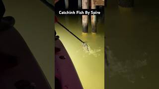 Catching fish by spire fishinglife fishtank fisherman fishvideo river aquarium catfish fish [upl. by Cordey211]