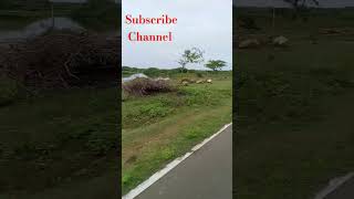 අන්තිම වෙනකන් බලන්න nationalpark bundala dayvlog thenuusvlogs ❤️❤️ [upl. by Judah899]