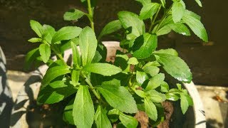 Stevia Plant Hindi  How To Grow and Care Stevia Plant at Home  Health Benefits of Stevia Plant [upl. by Ahtan]