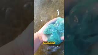 Are all Jellyfish dangerous jellyfish facts shorts seaanimals [upl. by Eiramenna]