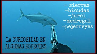 LA CURIOSIDAD EN ALGUNAS ESPECIES PESCA SUBMARINA SPEARFISHING GRUPER1007 [upl. by Pahl]