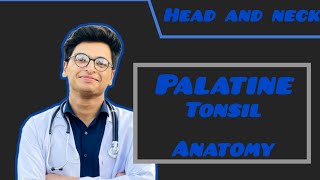 Palatine tonsil anatomy [upl. by Romulus]