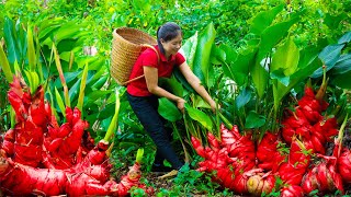 Harvesting edible canna rhizome amp Goes To Market Sell  Gardening And Cooking  Lý Tiểu Vân [upl. by Vassaux]