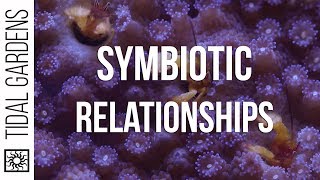 My Favorite Reef Aquarium Symbiotic Relationships [upl. by Damon179]