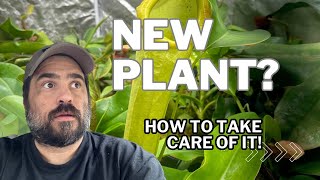 Pitcher Plant Care Tips You Need To Know [upl. by Tillfourd]