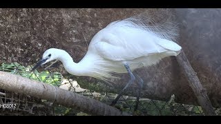 LAigrette Garzelle ou le Petit Héron blanc  Zoo dUpie  Drôme France [upl. by Erkan869]