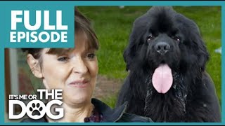 165LBS Newfoundland is Unaware of His Size😱  Full Episode  Its Me Or The Dog [upl. by Bocyaj]