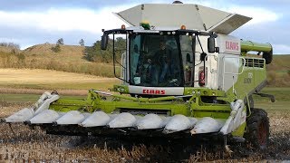 Claas Lexion 770 TT Harvesting Corn w Conspeed Header in The Muddy Field  Maisernte 17  MBA Agro [upl. by Ojytteb998]