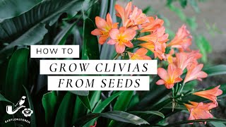 How To Grow Clivias From Seeds [upl. by Matrona751]