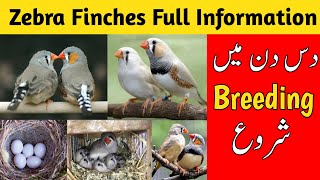 Zebra finch breeding tips  zebra finches complete information  zebra finches care and breeding [upl. by Oeram835]