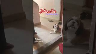 Shih Tzu Barking 🐶🦁  Shih Tzu Barking Sound Effect  shortsshihtzuvideo youtubeshorts [upl. by Adlen]