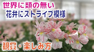 【ユーザー様】冬期間ネメシアメーテルの甘い香りと優しい色合いの観賞の仕方【ネメシア2月 [upl. by Ashlin]