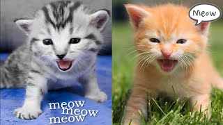 Kittens Meowing for Mom  Kitten Sounds [upl. by Trofmoc]