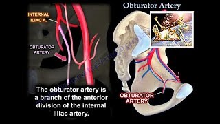 Obturator Artery  Everything You Need To Know  Dr Nabil Ebraheim [upl. by Dennison436]