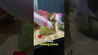 Axolotls The RealLife Regeneration Superheroes funfacts pets axolotl viralshorts [upl. by Nomyt192]