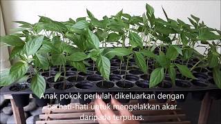 Cara Pindah Tanam Anak Pokok Cili Ke Dalam Polibag Atau Pasu [upl. by Spector]