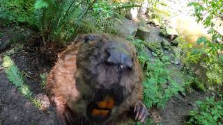 Adorable Beaver Crunches And Munches Snacks And Sticks [upl. by Alahc]