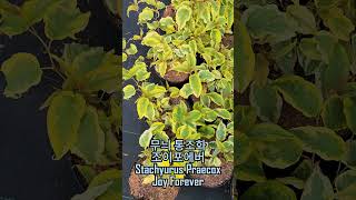 무늬 통조화 조이포에버 Stachyurus Praecox Joy Forever [upl. by Airad721]