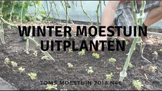 TM1846 Trays uitplanten in de winter moestuin [upl. by Bette846]