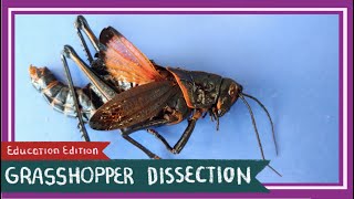 Grasshopper Dissection  Its a Bird Its a Plane EDU [upl. by Anne-Marie106]