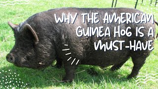 Why the American Guinea Hog is a musthave [upl. by Parik]