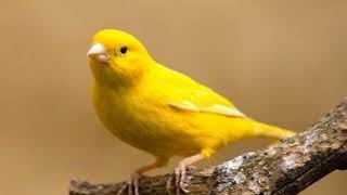 Canary bird is most powerful song power for training Atlantic Canary [upl. by Meris]