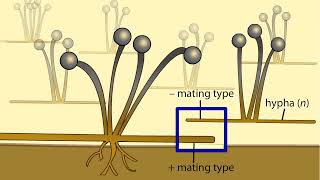 Life Cycle of a Zygospore Fungus [upl. by Ettennig]