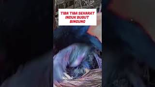 TIBA TIBA SEKARAT INDUKNYA PANIKShorts burung birds burungbubut viral [upl. by Leslie]