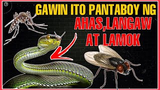 Ito Pala Ang Mga Halamang Pantaboy at Pangontra sa AHAS LANGAW LAMOK at Iba Pang Insekto [upl. by Merline]