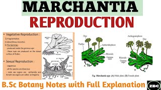 MARCHANTIA Reproduction in Marchantia Gametophytic Generation Bsc Botany Notes ZBC [upl. by Virnelli]