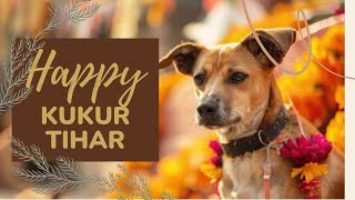 Kukur tihar 🐕 tihar2081 kukurtihar today festival Some knowledge about kukur tihar [upl. by Tay949]