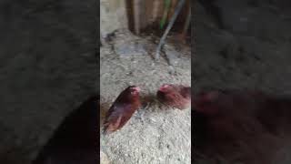 🐓 Feeding Time Watch the Chickens Enjoy Their Fresh Feed [upl. by Naashom]