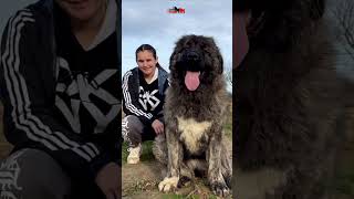 Female Caucasian Shepherd dog animals dogs puppy bigdog lion doglover [upl. by Eadahc54]