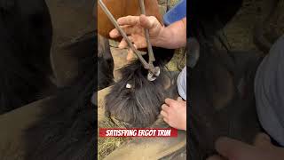 satisfying satisfyingvideo oddlysatisfying horse farrier explore foryou equestrian ergot [upl. by Ayidan]