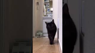 funny animal episode 213 short funnycats funnydogs cat dog meme viral funny funnyanimals [upl. by Yuhas368]