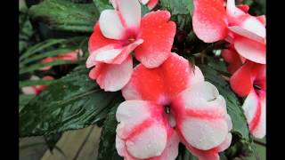 Impatiens Varieties [upl. by Patrice758]