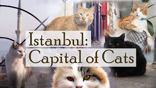 Istanbul Capital of Cats [upl. by Aliehc]