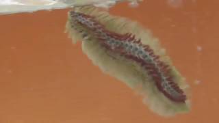 Catch a Huge Fireworm in Sea  Amphinomidae [upl. by Ellasal]