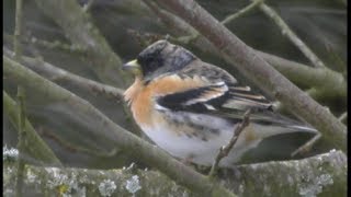 Pinson du nord  Brambling  Bergfink  Fringilla coelebs [upl. by Aihppa]