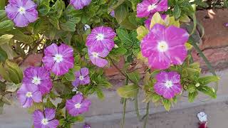 Hermosas Teresitas flores plantas jardin [upl. by Sosthina]