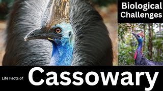 Cassowary [upl. by Ylatan483]