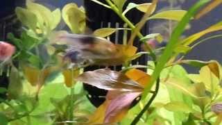 4 Purple Harlequin Rasboras spawning after a water change [upl. by Keynes]