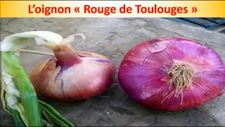 Loignon quotRouge de Toulougesquot  Présentation [upl. by Yemiaj]