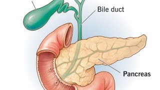 Pancreas detail lectures  Biology  biology neet aaims pharmcist anatomy neet ncert [upl. by Taam274]