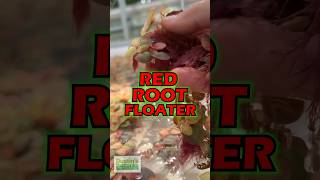 Red Root Floater Experiment 🔥 PART 1 [upl. by Benn]