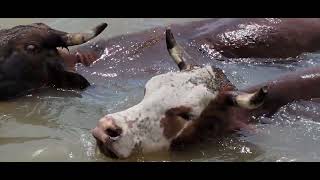 Matagorda Tx cattle drive across the Texas Colorado River 20220419 143557 [upl. by Marlon]