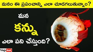 👁️ Working Of Human Eye in Telugu  How Human Eye Works Explained  Telugu Badi [upl. by Gherlein]