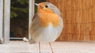 wildes Rotkehlchen kommt wenn ich pfeife  wild robin comes when I whistle [upl. by Inahpets]