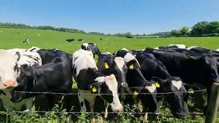 Curious Cows At Middle Farm in Cheriton Hampshire [upl. by Hudson]