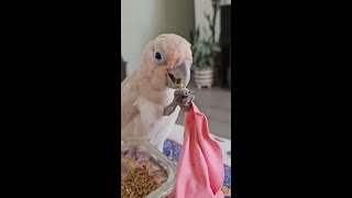 Meet Playful Cockatoo amp Colorful Lorikeet Adorable Bird Moments 🦜💛 [upl. by Noonan]